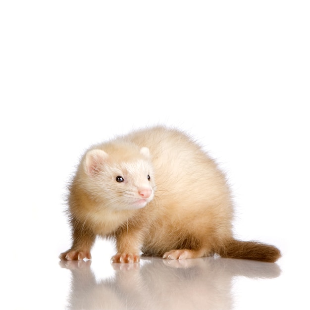 Blue male Ferret kit in front of a white background