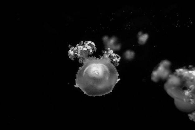 青い 海洋 生物 水中 の 魅力 的 な 海洋 生物