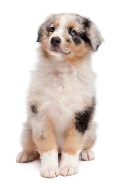 Blue Merle Australian Shepherd puppy, 10 weeks old, sitting in front of white wall