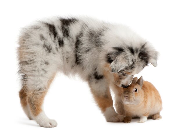 Blue Merle Australian Shepherd puppy playing with rabbit, sitting in front of white wall