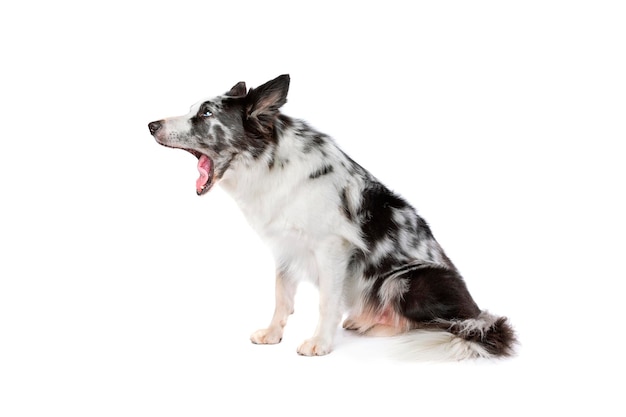 Blue merle border collie dog