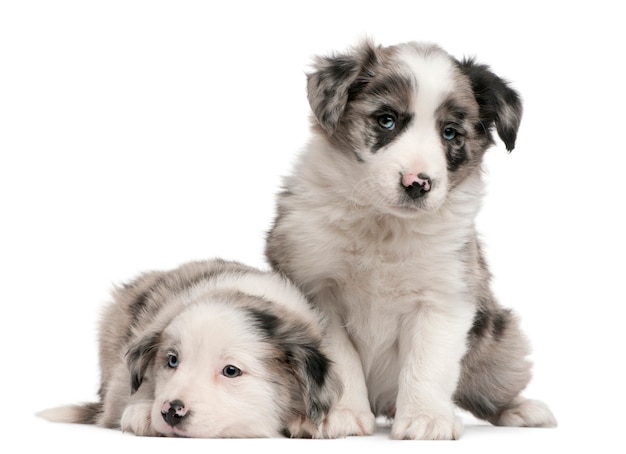 Blue Merle Border Collie puppies, 6 weeks old, 