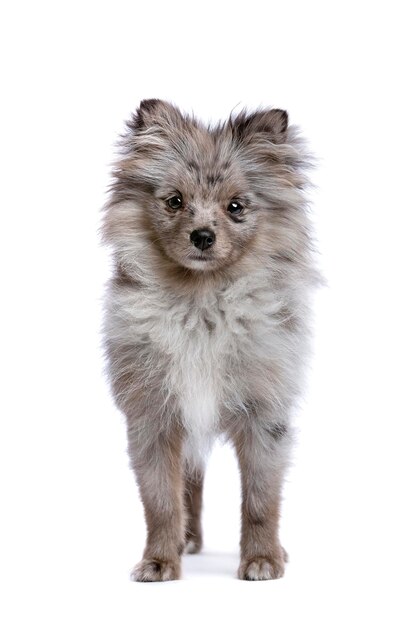 Blue merle pomerania