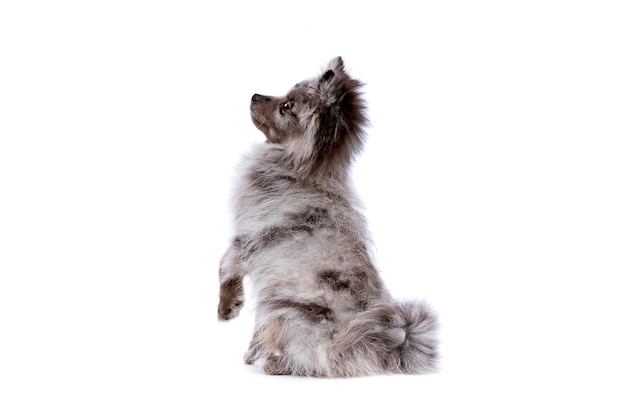 Blue Merle Pomeranian