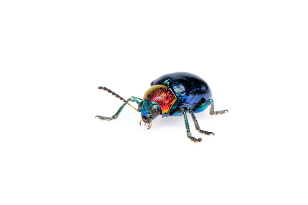 사진 푸른 유 딱정벌레 그것은 푸른 날개와 고립 된 빨간 머리가 있습니다. 곤충. 동물.
