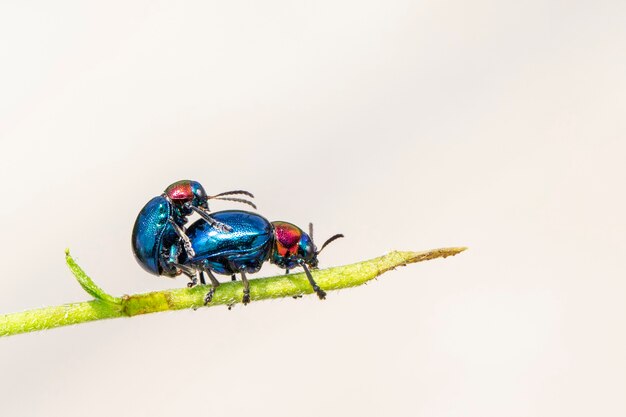 Blue milkweed beetle it has blue wings and a red head couple make love. insect. animal.