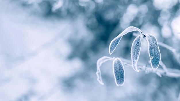 自然な冬の木の枝の雪の背景を持つ青い月曜日のコンセプト 1月の最も青い月曜日