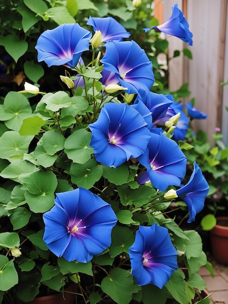 庭の青い朝顔の花