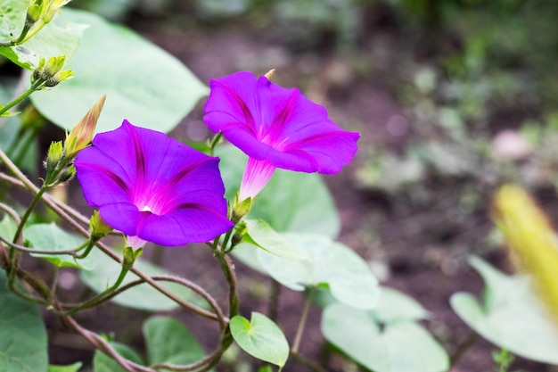 Blue morning glory in the garden on the flowerbed