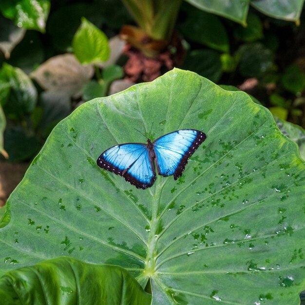 blue morpho butterfly on a leaf