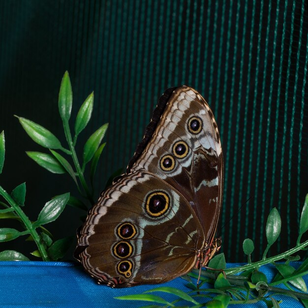 Бабочка Blue Morpho сидит на сетке. Красота природы.