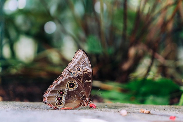 Photo blue morpho butterfly