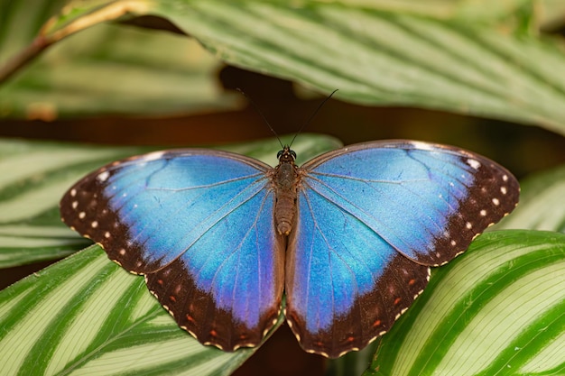 Голубая бабочка Morpho peleides с открытыми крыльями на зеленом листе