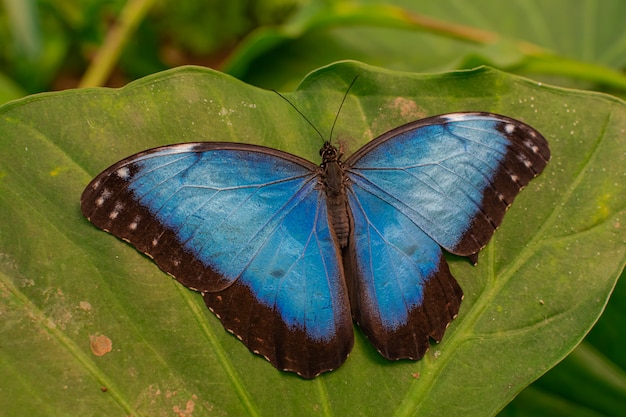 Foto farfalla blu morpho peleides