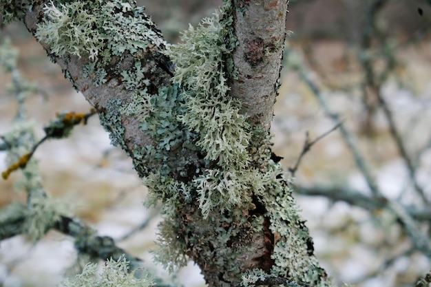 Blue moss on a wooden branch close-up