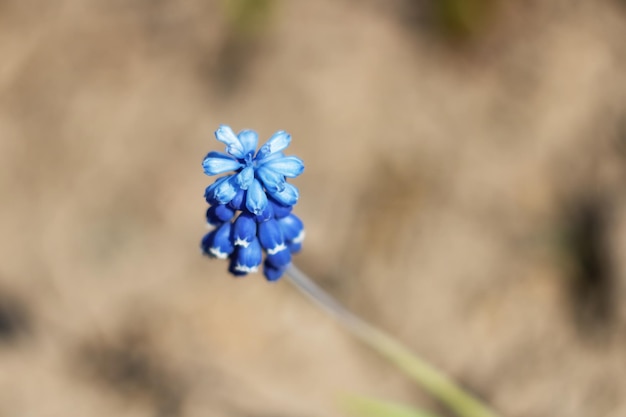 青いマウスヒヤシンスの花のクローズアップマクロ写真