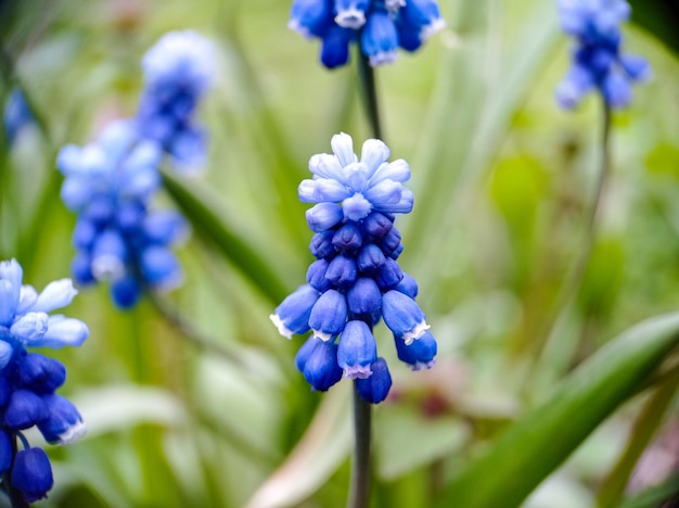 Blue muscari blossoming spring flowers close up macro view