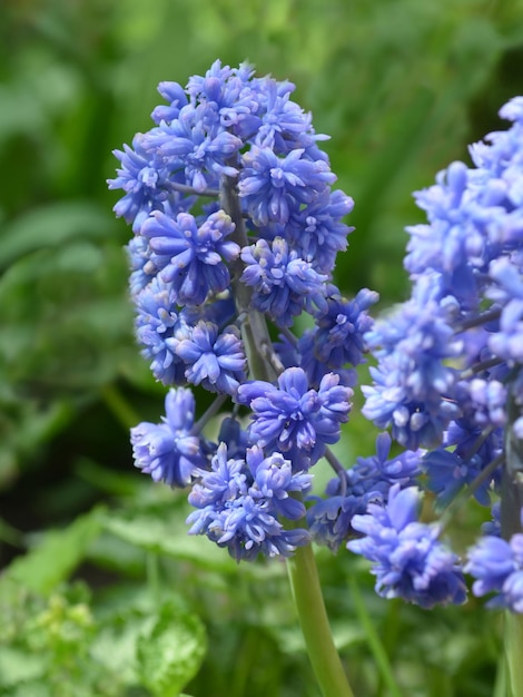 バスケットの青いムスカリの花