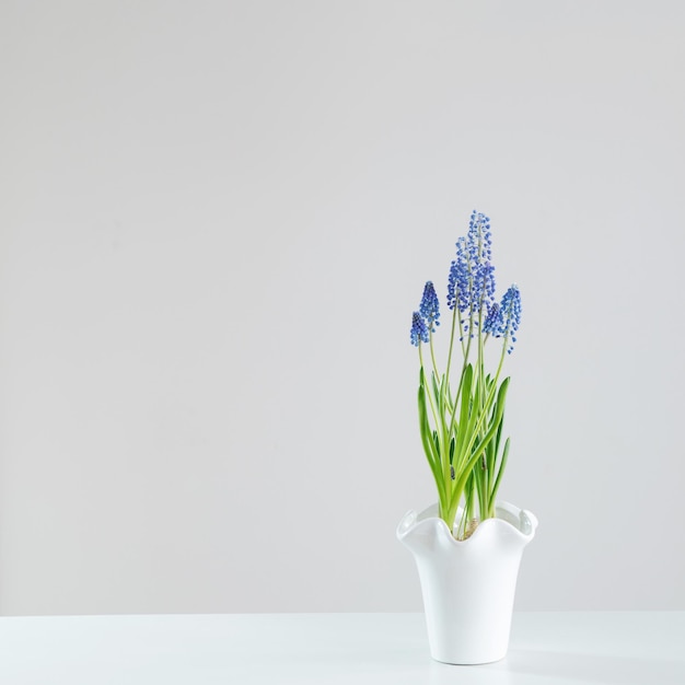 写真 白い背景の青いムスカリの花