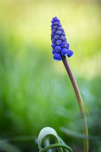 Photo blue muscari flower in spring garden