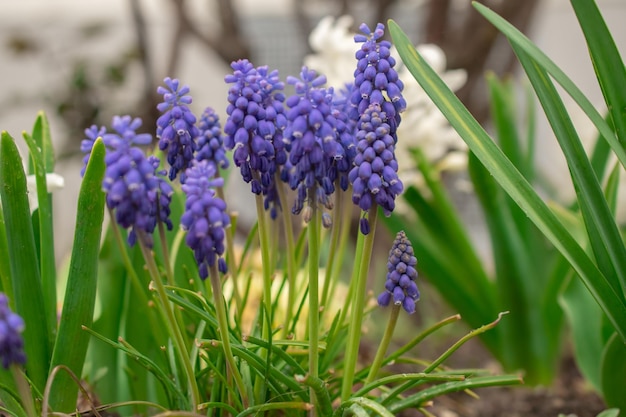 青いムスカリの花がクローズアップ選択的な焦点で春のクローズアップに咲くムスカリのグループ