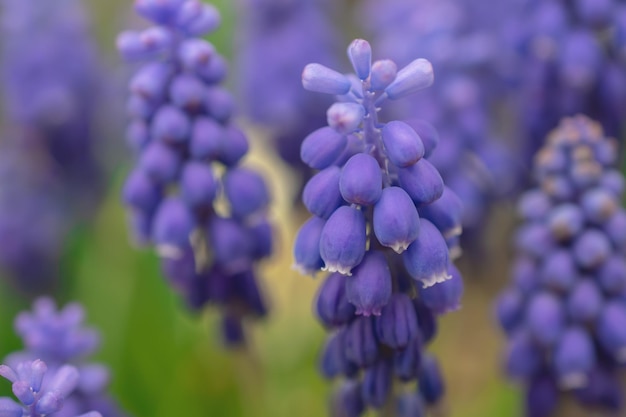 青いムスカリの花がクローズアップ選択的な焦点で春のクローズアップに咲くムスカリのグループ