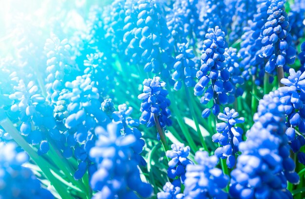 Blue muscari flowers in green grass under the sun's rays