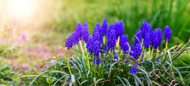 緑の草の春の花に囲まれた庭の青いムスカリ