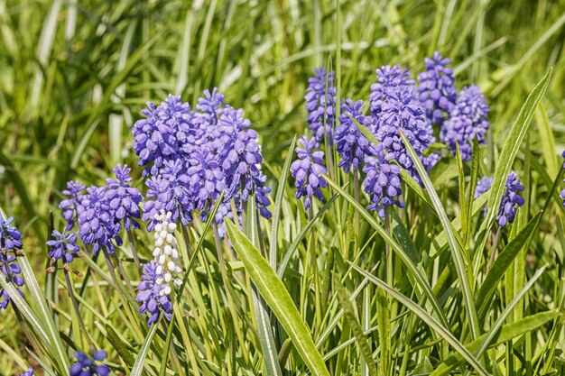 Blue muscari in spring garden