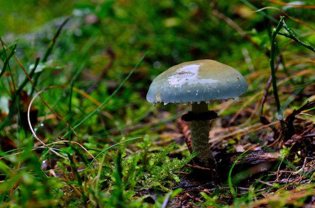 Blue mushroom