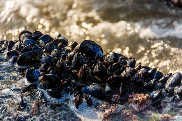 Blue mussels