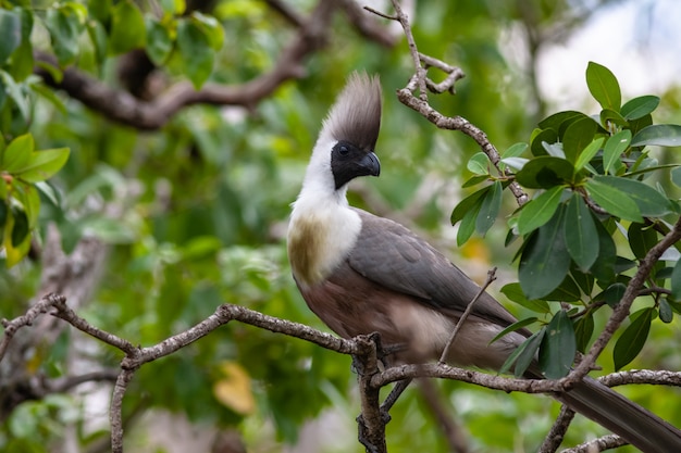 Blue-naped Mousebird. Kenya, Africa