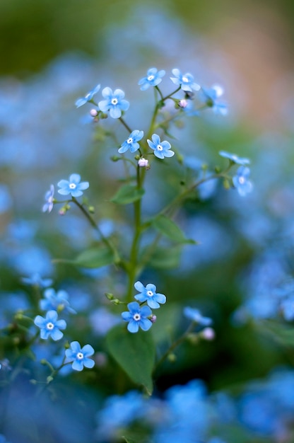 Blue nemophila flowers on a field