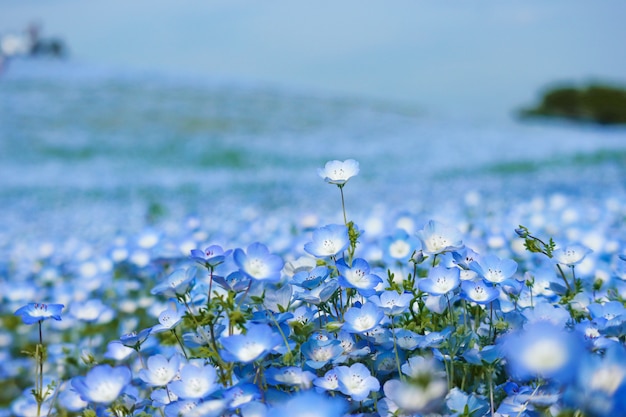 봄 시즌에 히타치 해변 공원에 푸른 nemophila 꽃 토지.