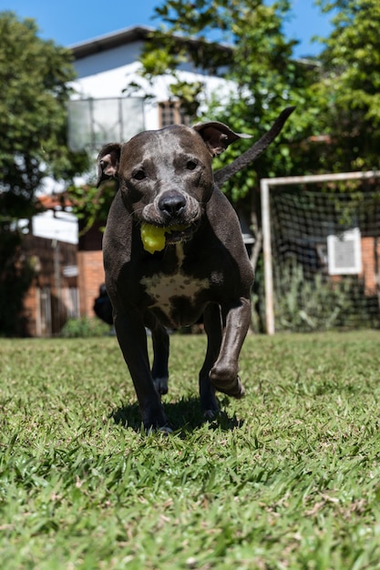 Blue nose pit bull dog playing in the green grassy field sunny\
day dog having fun running and playing ball selective focus