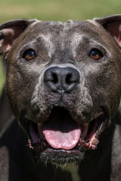 Blue nose pit bull dog playing in the green grassy field sunny\
day dog having fun running and playing ball selective focus