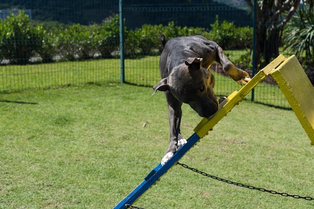 Blue nose pit bull dog playing and having fun in the park
grassy floor agility ramp ball selective focus dog park sunny
day