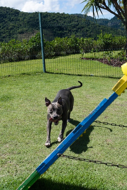 Blue nose pit bull dog playing and having fun in the park\
grassy floor agility ramp ball selective focus dog park sunny\
day