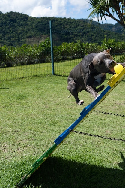 Blue nose pit bull dog playing and having fun in the park\
grassy floor agility ramp ball selective focus dog park sunny\
day