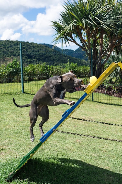 Blue nose pit bull dog playing and having fun in the park
grassy floor agility ramp ball selective focus dog park sunny
day