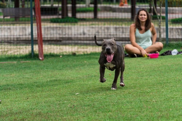 Blue nose Pit bull dog playing and having fun in the park Grassy floor agility ramp ball Selective focus Dog park