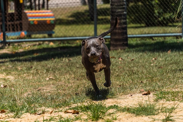 Blue nose Pit bull dog playing and having fun in the park Selective focus Sunny day