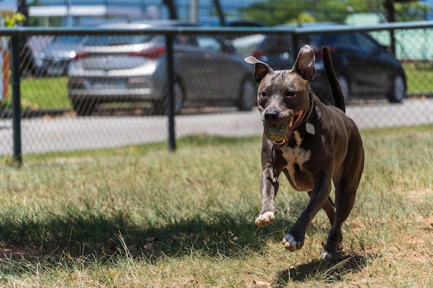 Blue nose Pit bull dog playing and having fun in the park Selective focus Sunny day