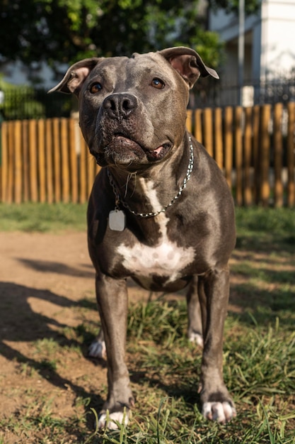 青い鼻のピット ・ ブル犬が遊んで、日没時に公園で楽しんで