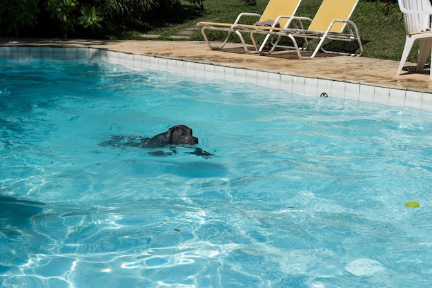 Blue nose pit bull dog swimming in the pool dog plays with the\
ball while exercising and having fun sunny day