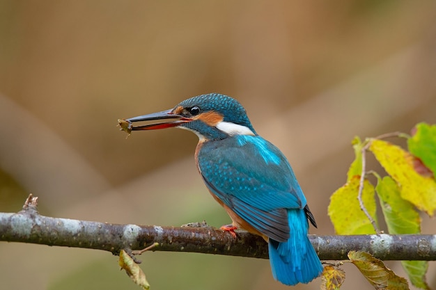 青とオレンジ色の鳥との虫