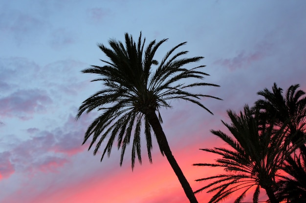 Blue and orange red sunset palm trees background