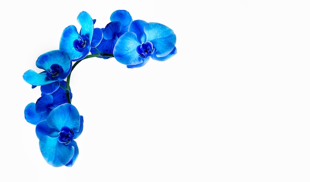 Foto ornamento dell'orchidea blu isolato su priorità bassa bianca.