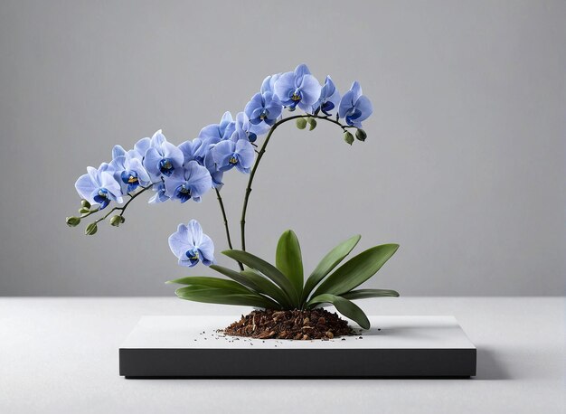 a blue orchid plant in a black square pot