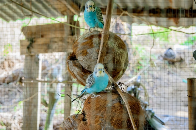 Blue Parakeetはケージに閉じ込められています。